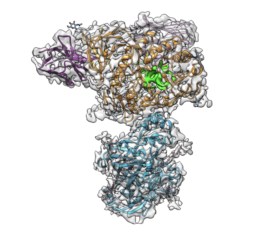 Tracking Parkinson’s with an electron microscope