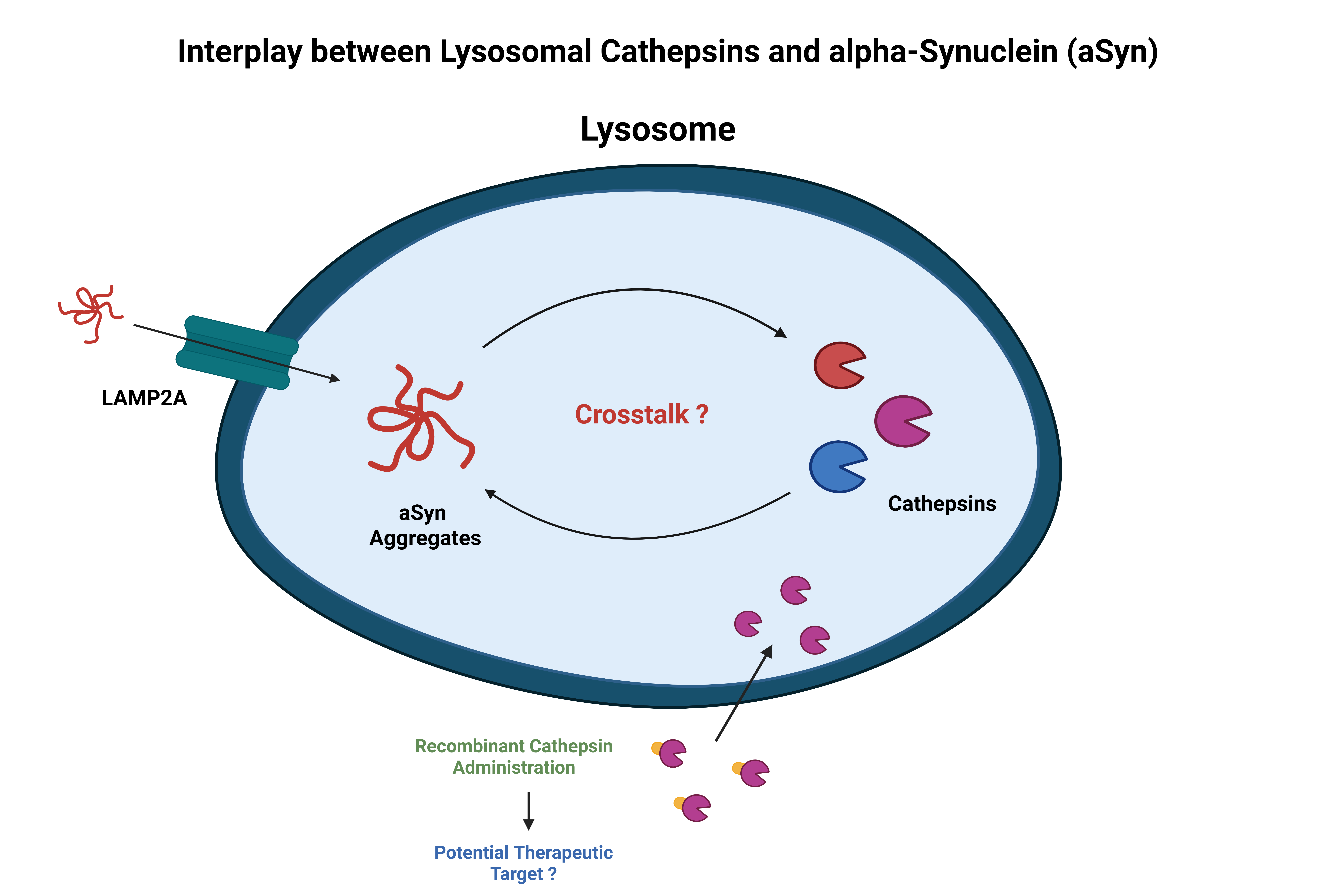 Cathepsin mechanisms